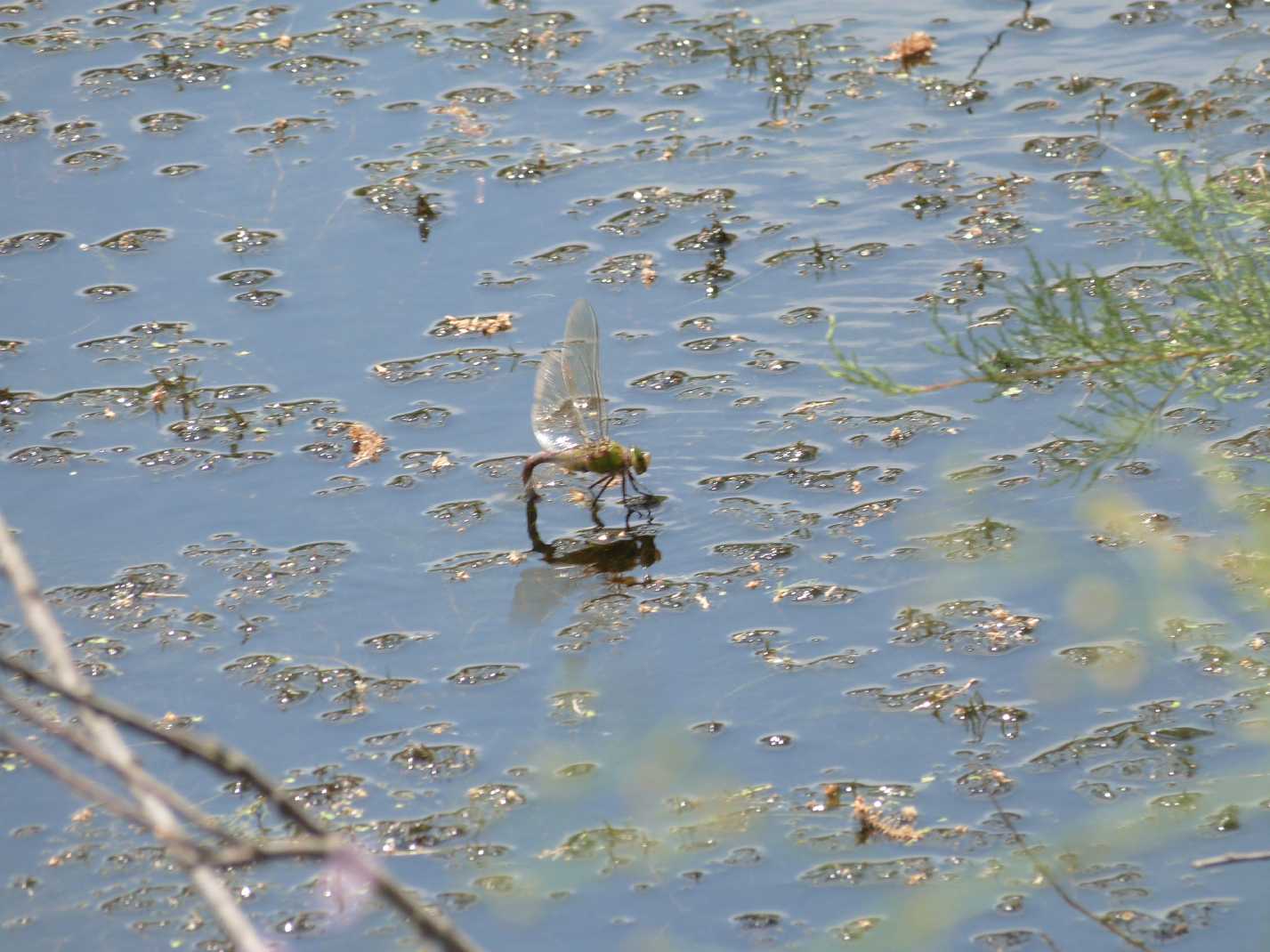 Anax imperator in deposizione (con video)